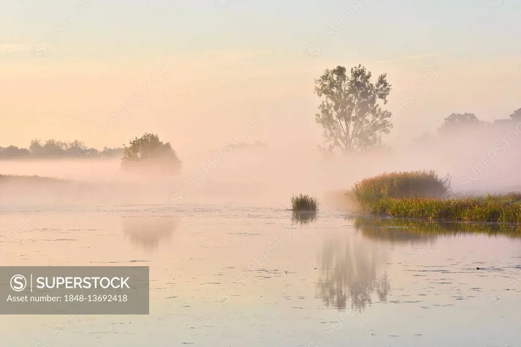 Foggy atmosphere on Löbben, lake in the Middle Elbe Biosphere Reserve, Dessau, Saxony-Anhalt, Germany