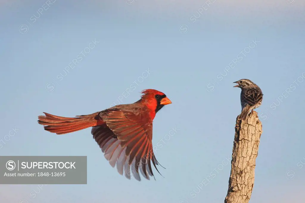 Northern Cardinal (Cardinalis cardinalis) and Savannah Sparrow (Passerculus sandwichensis), male attacking sparrow, Sinton, Corpus Christi, Coastal Be...