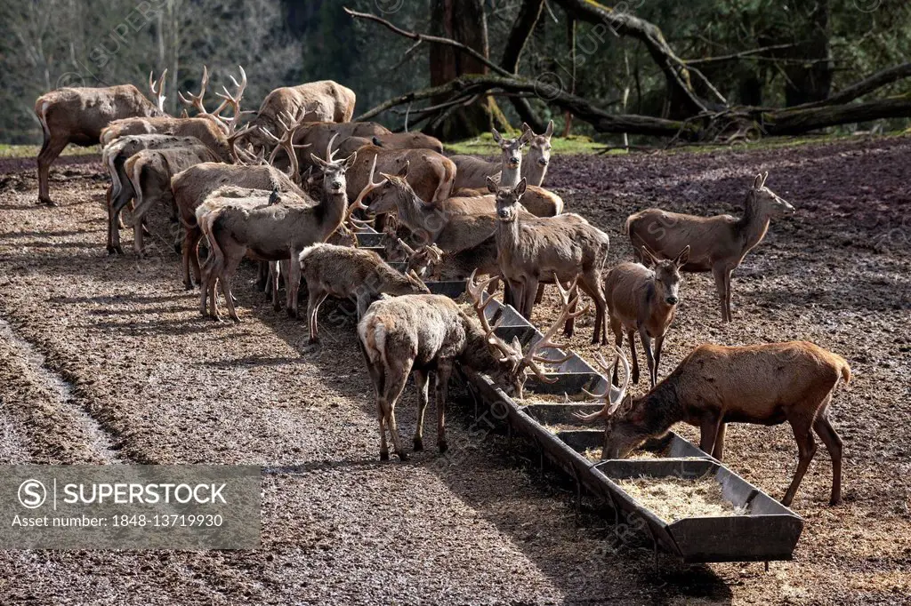 Deer (Cervus elaphus), deer at manger, deer feeding, captive, Rhineland-Palatinate, Germany