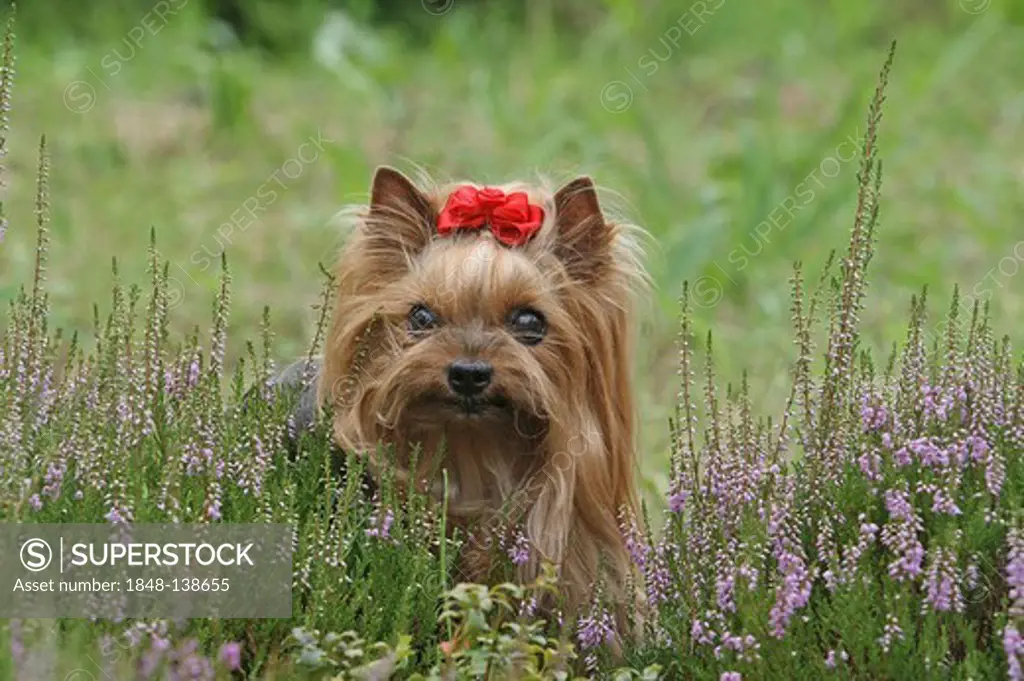 Yorkshire Terrier, female, 9 years old, behind Erica heather