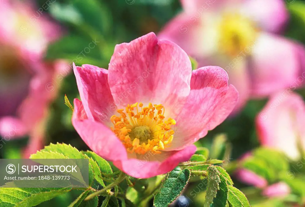 Sweet Briar or Eglantine Rose (Rosa rubiginosa, Rosa eglanteria) blossom, Taubertal Valley, Germany