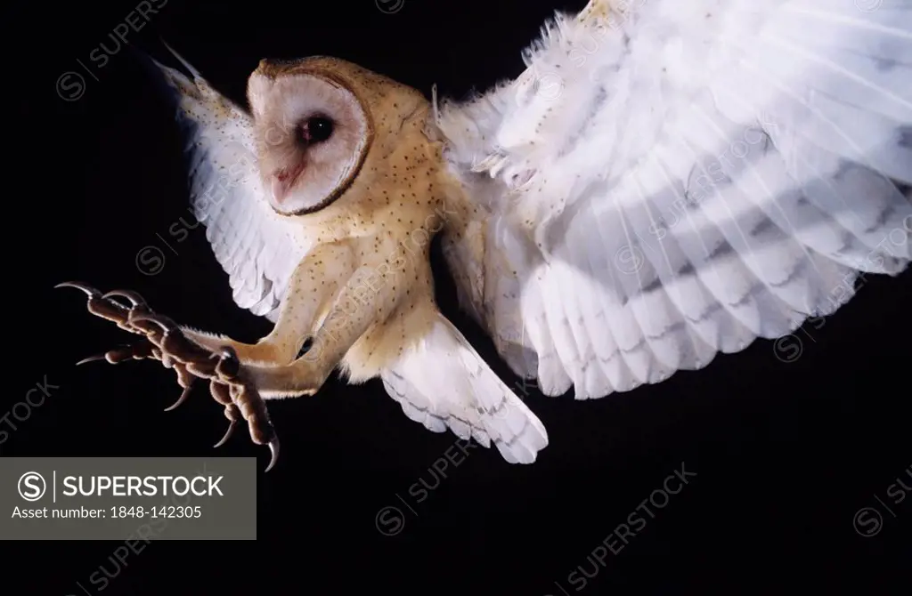 Barn Owl (Tyto alba), adult in flight with talons extended to catch prey, Lake Corpus Christi, South Texas, USA