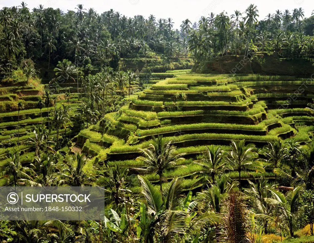 Rice paddies near Ubud, Bali, Indonesia, south-east Asia