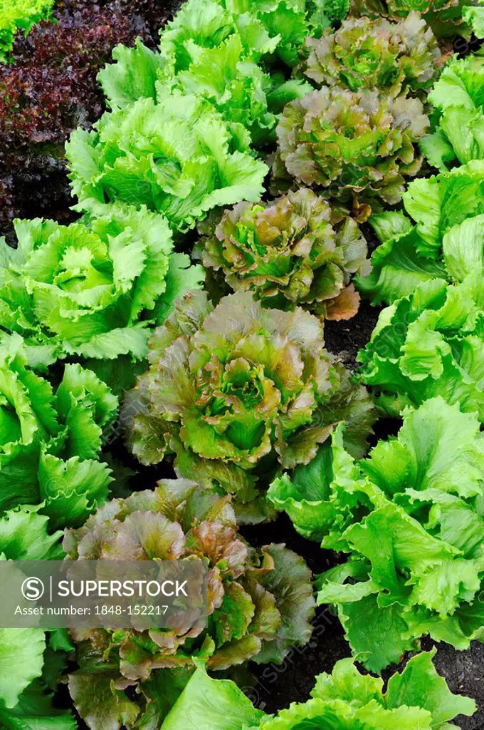 Different kinds of luttuce, iceberg lettuce Fortunas, red-green iceberg lettuce Rosinski, iceberg lettuce Lerinas
