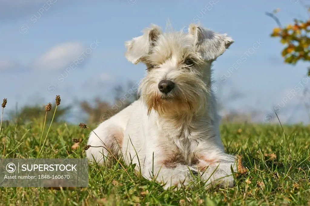 Miniature Schnauzer lying on a meadow