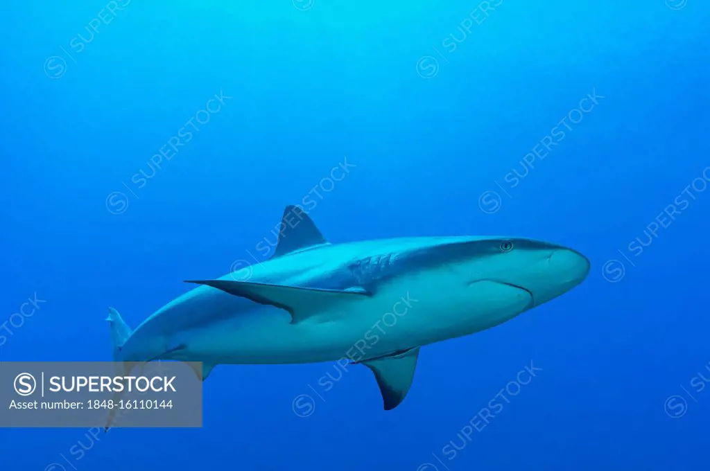 Blacktip shark (Carcharhinus limbatus), blue water, Atlantic Ocean, Caribbean, Bahamas, Central America