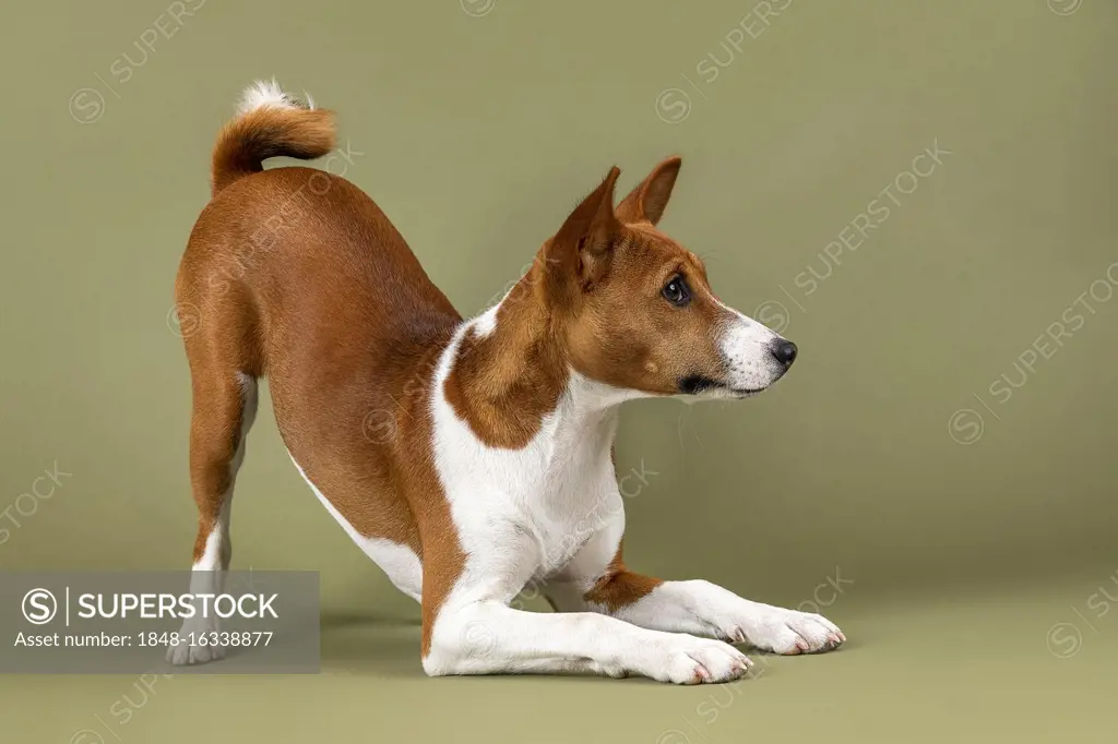 Basenji or Congo Terrier (Canis lupus familiaris), ready to play, young animal, 6 months, red-white, studio recording, Austria, Europe
