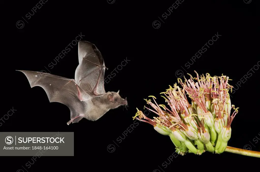Mexican Long-tongued Bat (Choeronycteris mexicana), adult in flight at night feeding on Agave Blossom (Agave sp.), Tucson, Arizona, southwest USA