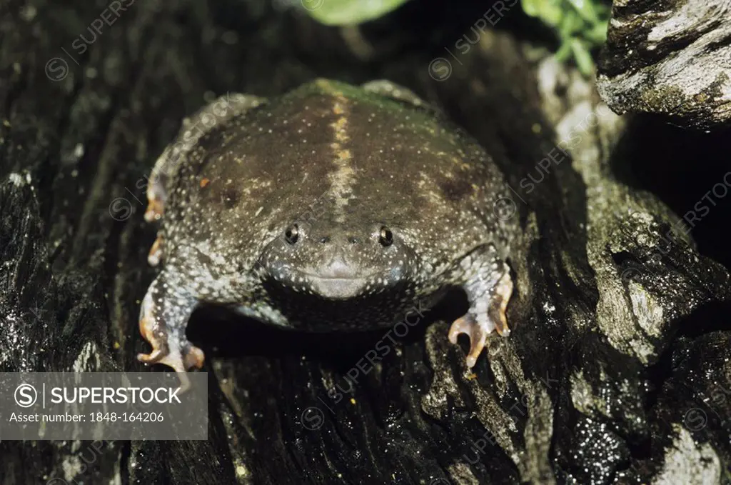 Mexican Burrowing Toad (Rhinophrynus dorsalis), adult bloated as defense, Starr County, Rio Grande Valley, Texas, USA
