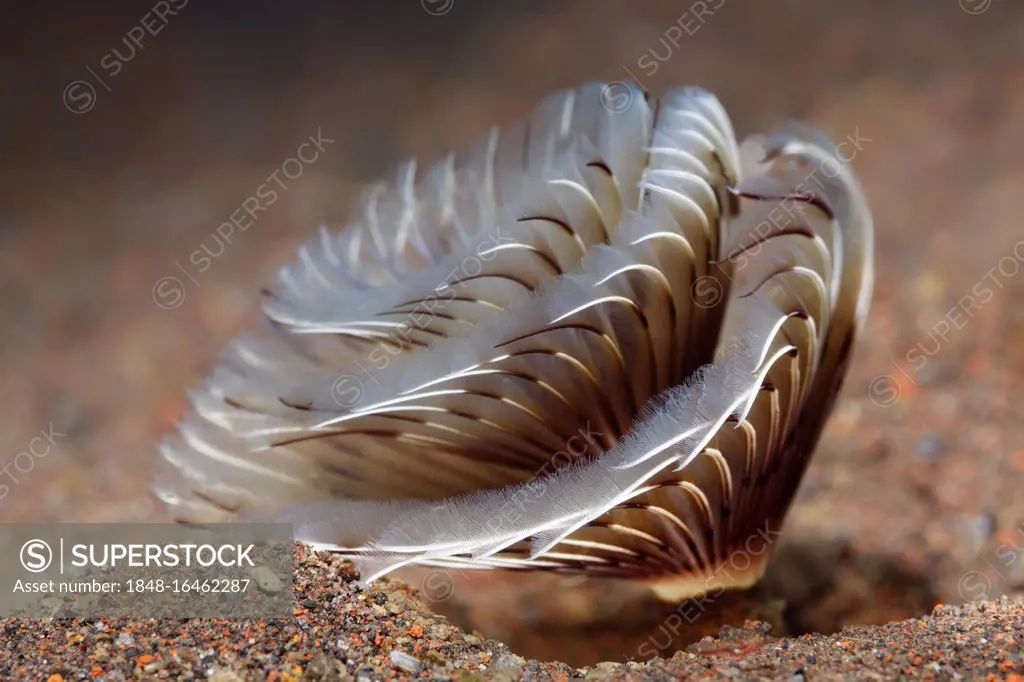 Feather duster worms ( Sabellastarte sp.) Bali, Indopacific, Indonesia, Asia