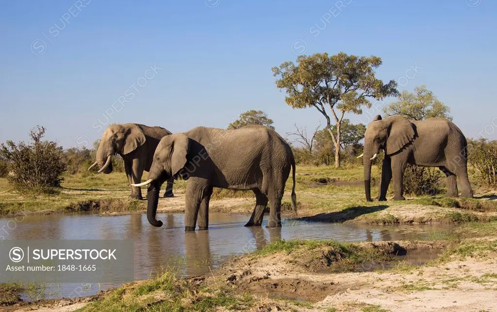 African elephants (Loxodonta africana) at a waterhole, Chobe National Park, Botswana, Africa