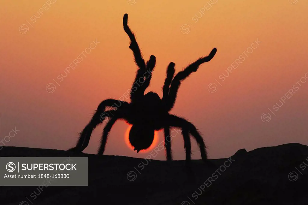 Texas Brown Tarantula (Aphonopelma hentzi), adult at sunset in defense posture, Sinton, Corpus Christi, Coastal Bend, Texas, USA