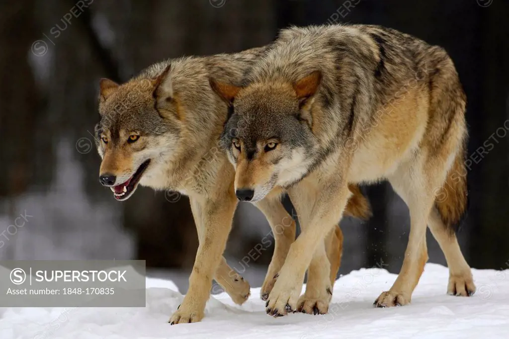 Wolves (canis lupus occidentalis) in winter