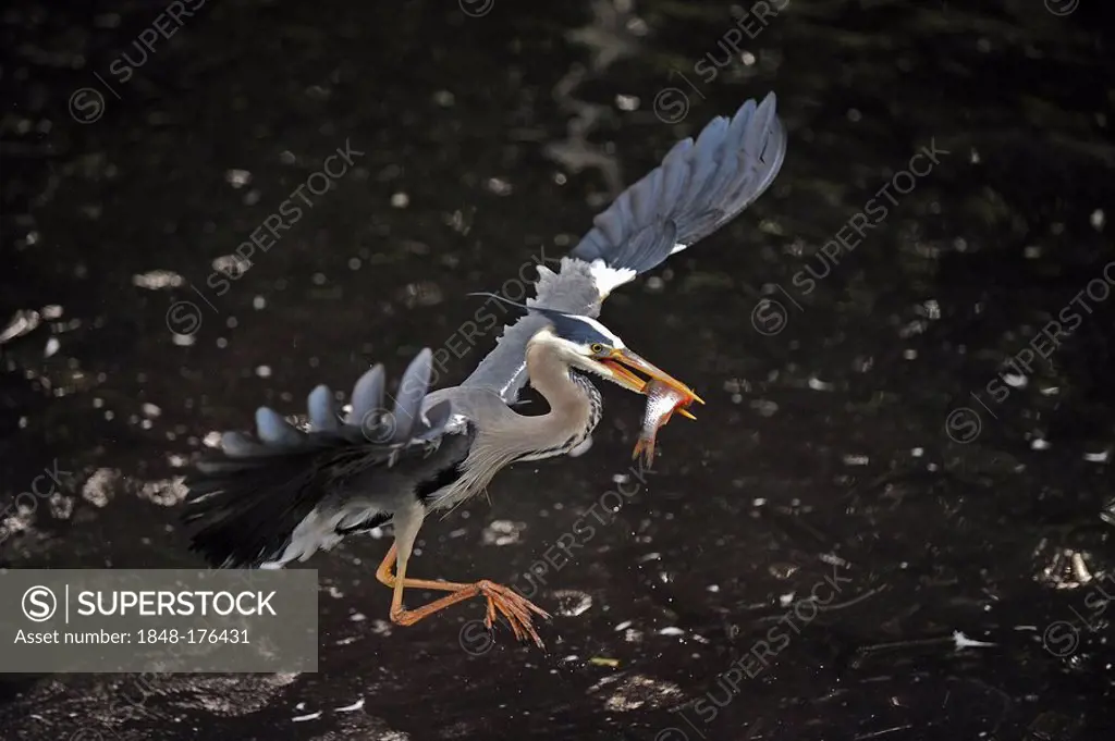 Grey Heron (Ardea cinerea), in flight with captured roach (Rutilus rutilus)