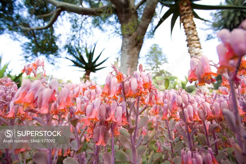 Flowers in the botanical garden of Madeira (Jardim Botanico da Madeira), Portugal