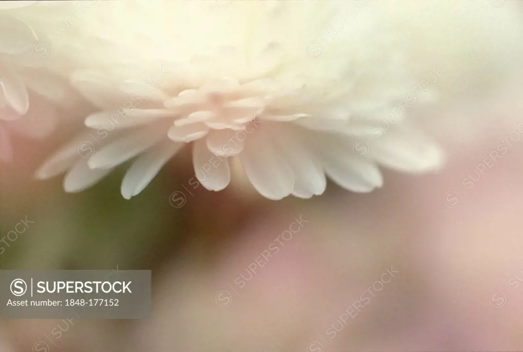 Daisy bellis perennis bloom