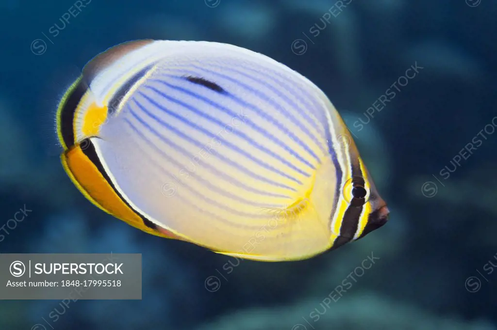 Redfin Butterflyfish, Thaa Atoll, Maldives (Chaetodon trifasciatus)