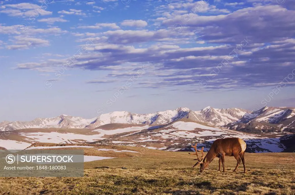 Elk, Wapiti (Cervus elaphus), bull grazing on alpine tundra, Rocky Mountain National Park, Colorado, USA
