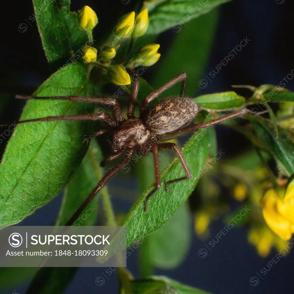 House angle spider (Tegenaria atrica), house spider
