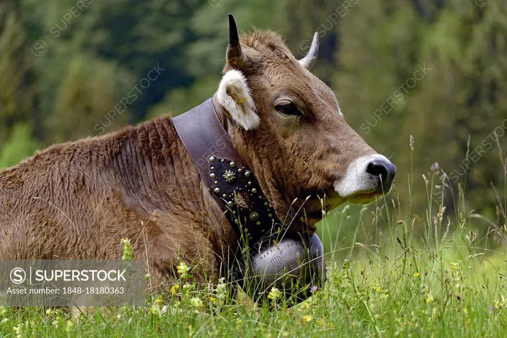 Domestic Cattle (Bos primigenius taurus) with a cowbell, portrait, Oberstdorf, Allgäu Alps, Allgäu, Bavaria, Germany, Europe