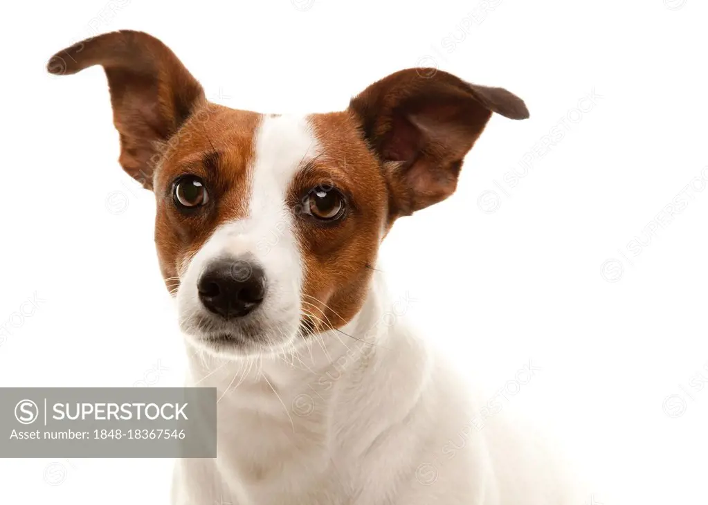 Portait of an adorable jack russell terrier isolated on a white background