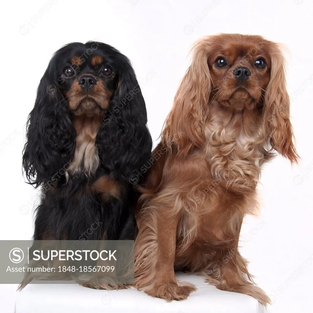 Cavalier King Charles Spaniel, ruby red and black-light brown