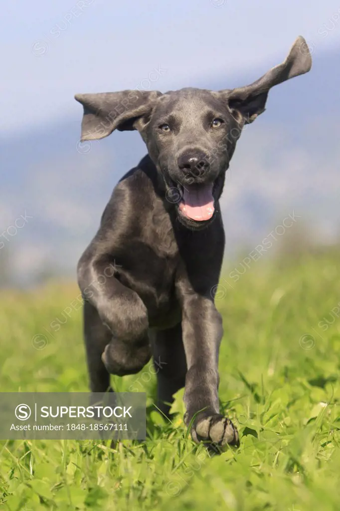 Weimaraner, puppy