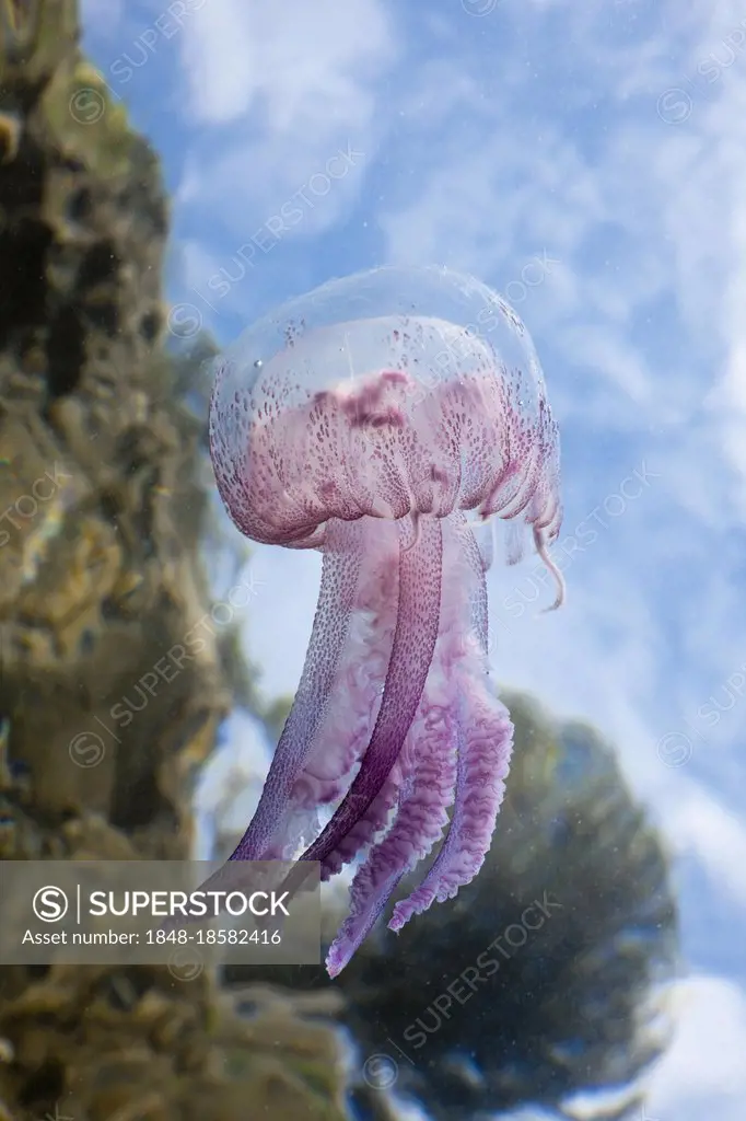 Mauve Stinger Jellyfish (Pelagia noctiluca), Pelagia noctiluca, Cap de Creus, Costa Brava, Spain, Luminescent Jellyfish, Europe