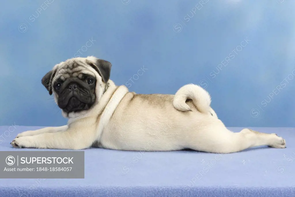 Pug, puppy, lateral, detachable