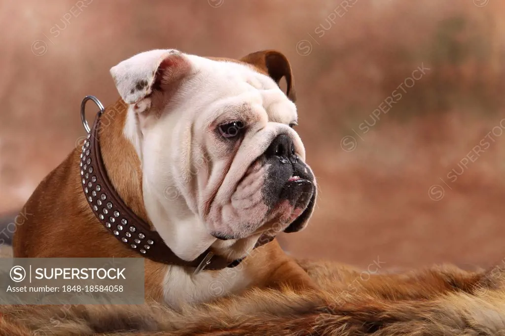 English Bulldog, Collar