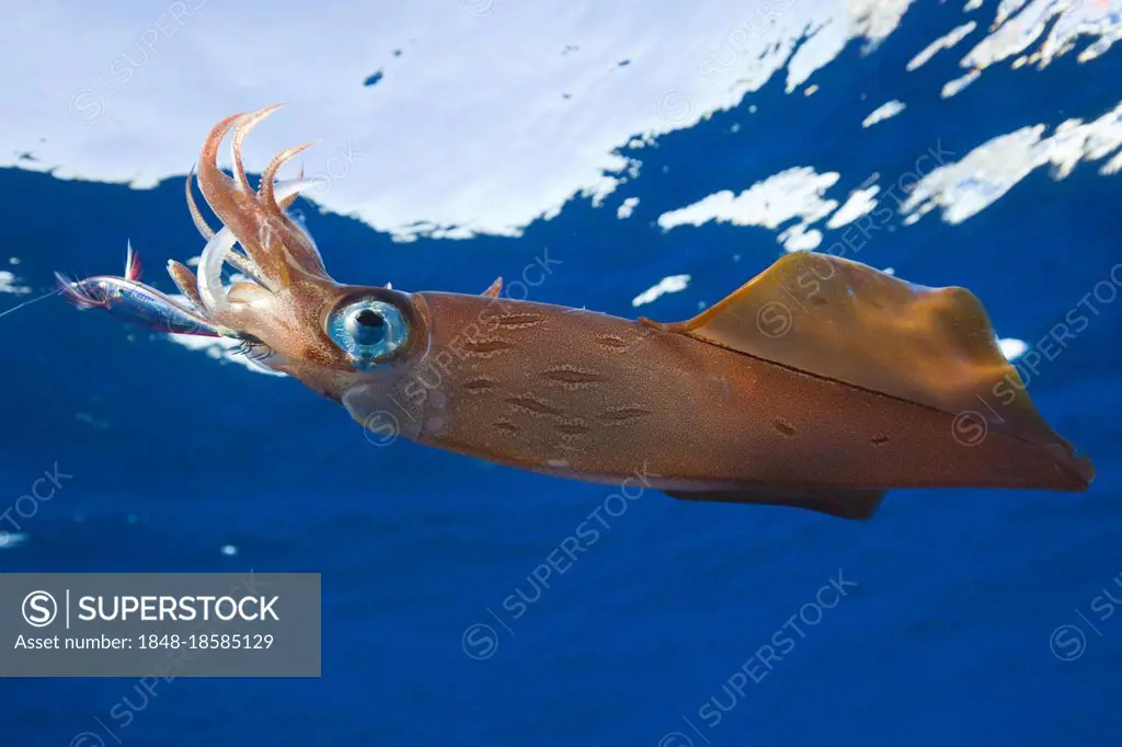Northern squid on fishhook, Azores (Loligo forbesi), lateral, Portugal, Europe