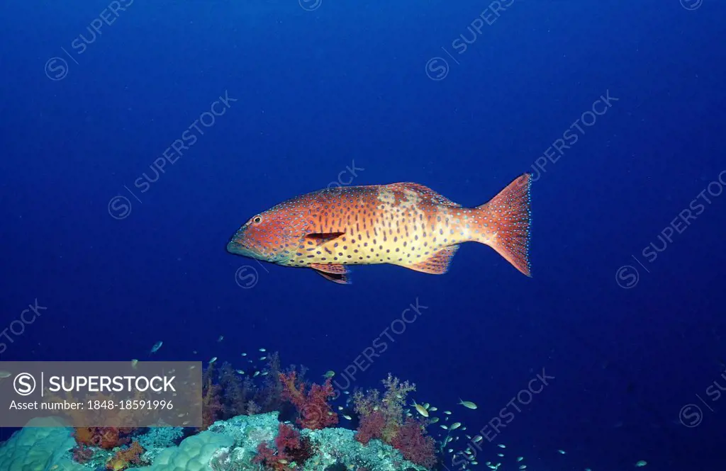 Saddleback Coral Trout, Sudan (Plectropomus laevis) / Saddleback Grouper, side