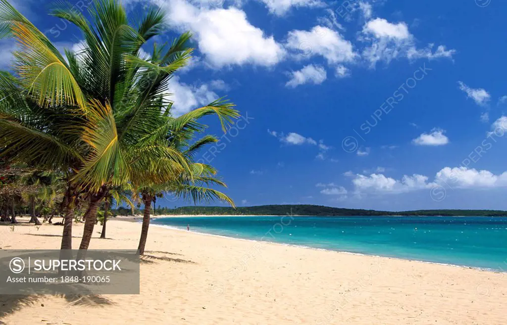 Beach with palm trees, Sun Bay Beach, Vieques Island, Puerto Rico, Caribbean