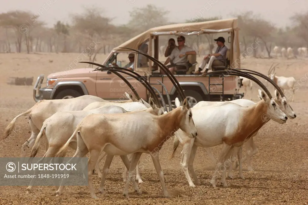 Scimitar-horned Oryx, (Oryx dammah), Game drive at Sir Bani Yas Island, private game reserve in the Persian Gulf with over 10000 steppe animals, near ...