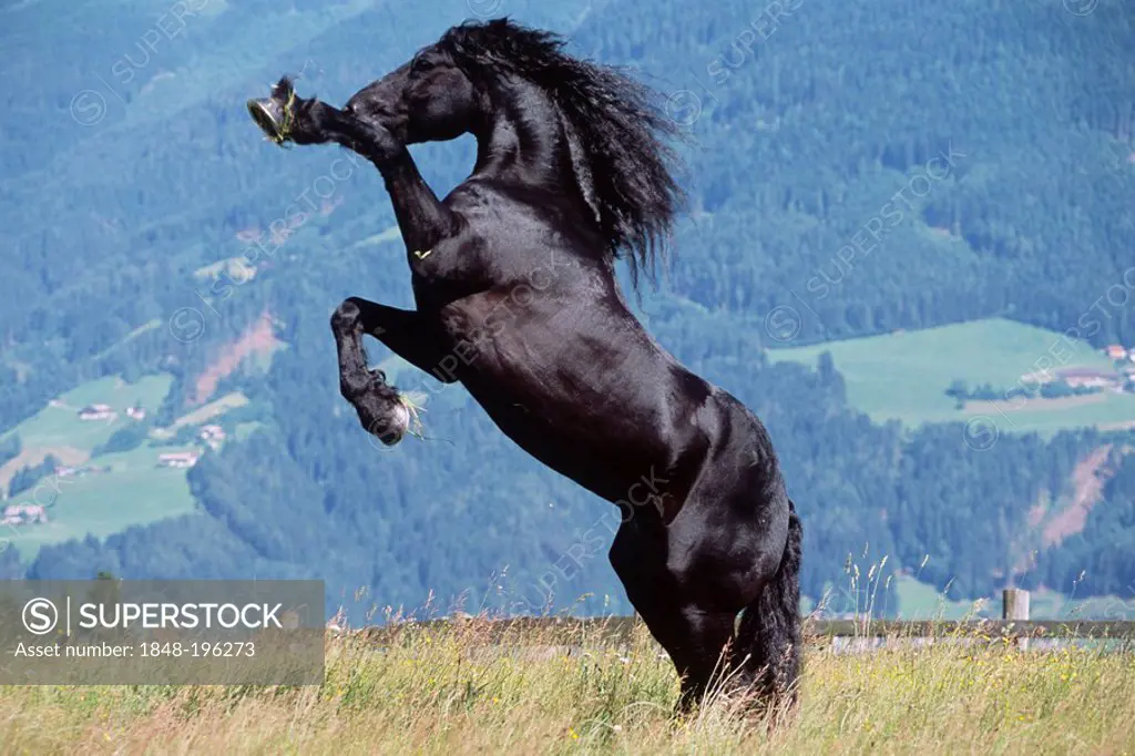 Friesian stallion rises, black, Vomperberg, North Tyrol, Austria, Europe