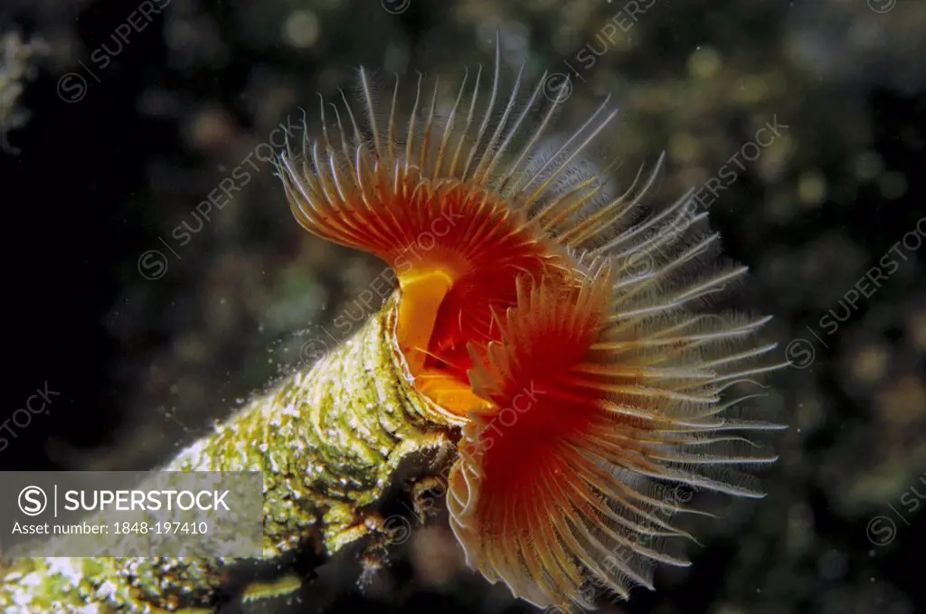 Red Tubeworm, Red Tube Worm (Serpula vermicularis), Mediterranean Sea