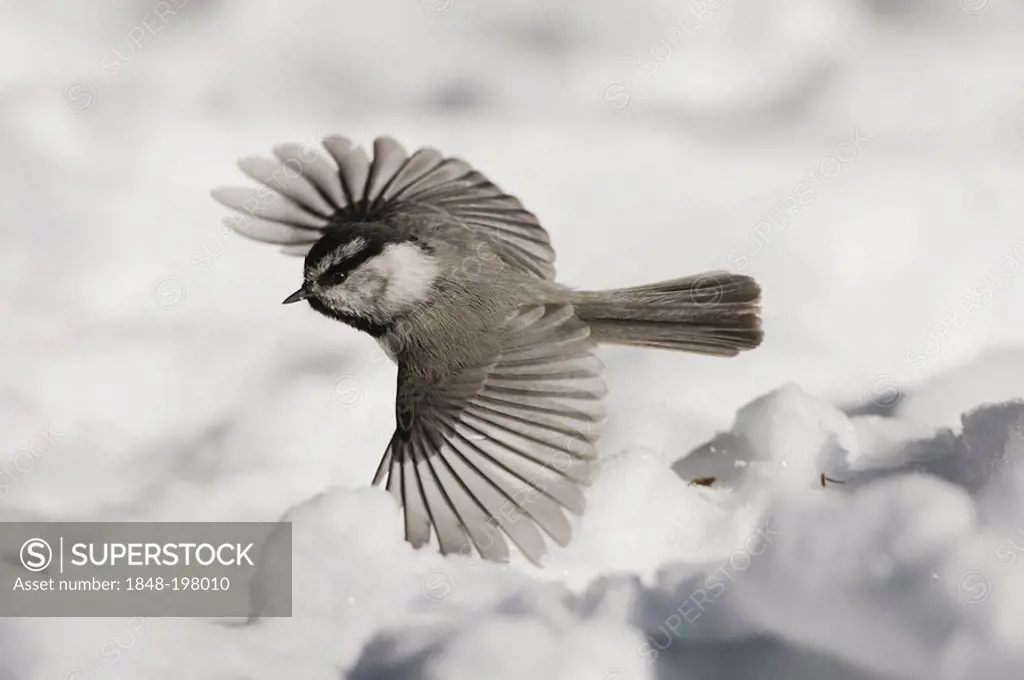 Mountain Chickadee (Poecile gambeli), adult in flight in snow, Yellowstone National Park, Wyoming, USA