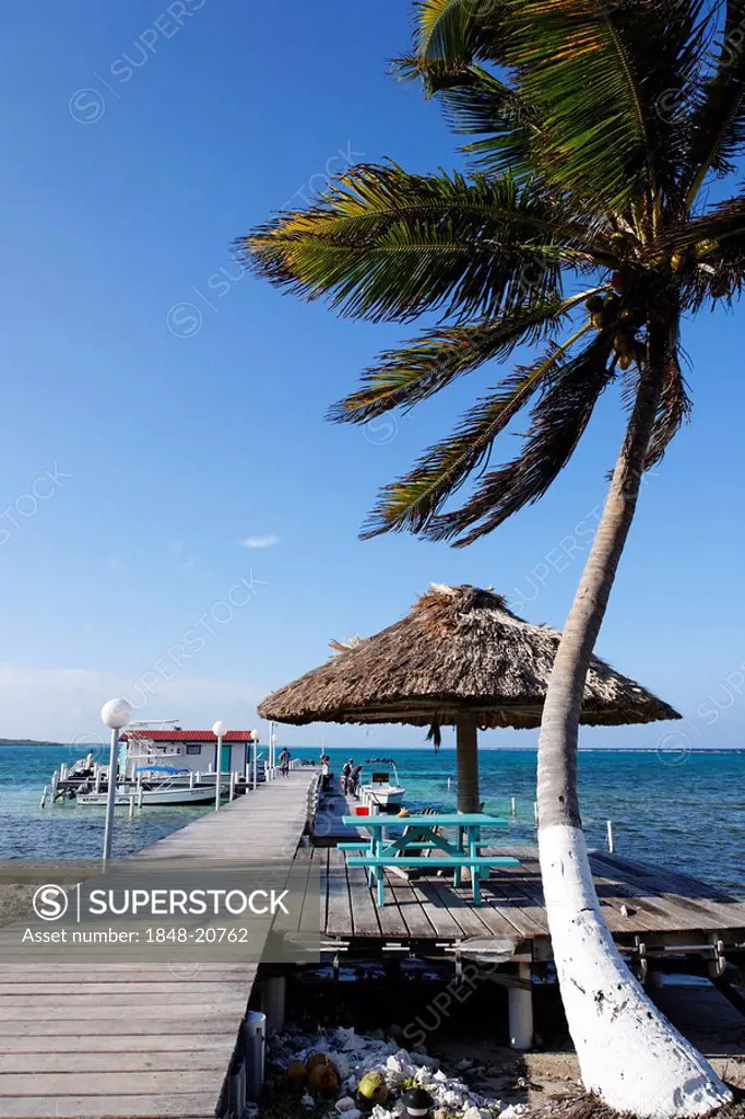 Palm tree with a jetty, Turneffe Flats, Turneffe Atoll, Belize, Central America, Caribbean