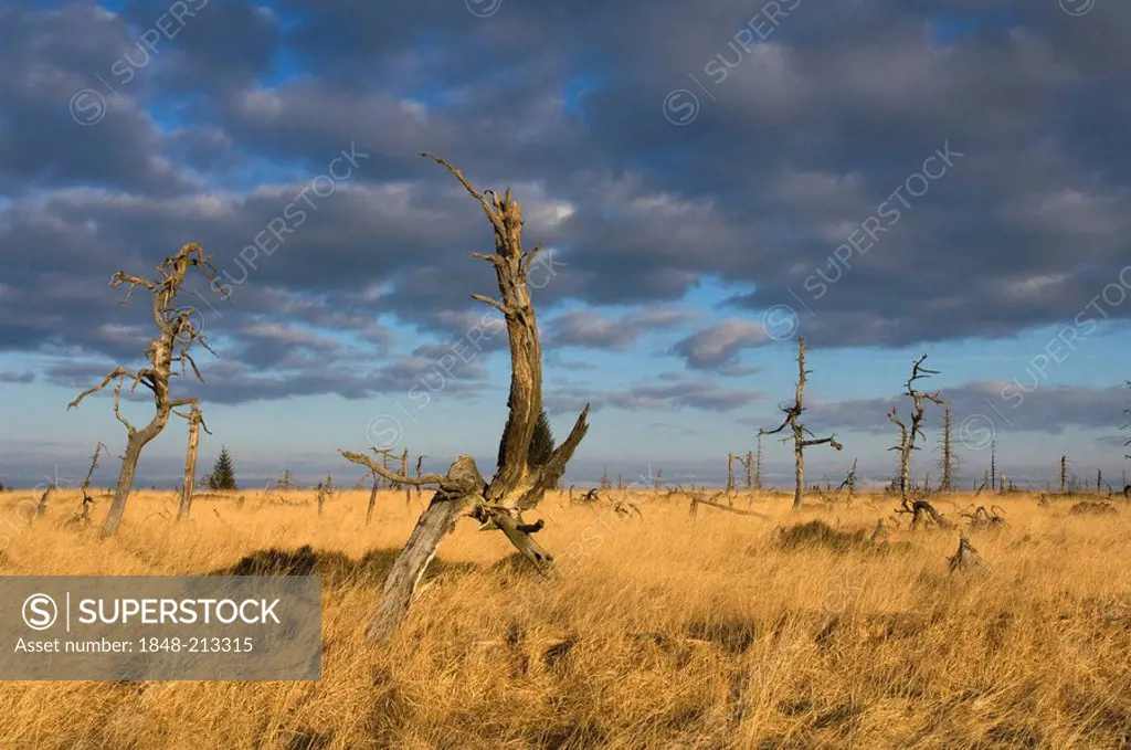 Dead trees, High Fens (Hautes Fagnes, Hohes Venn) moorland region, Belgium/Germany