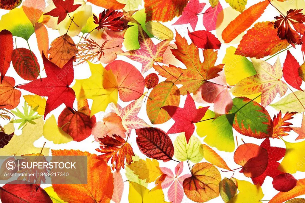 Assorted collection of autumn coloured leaves, still life