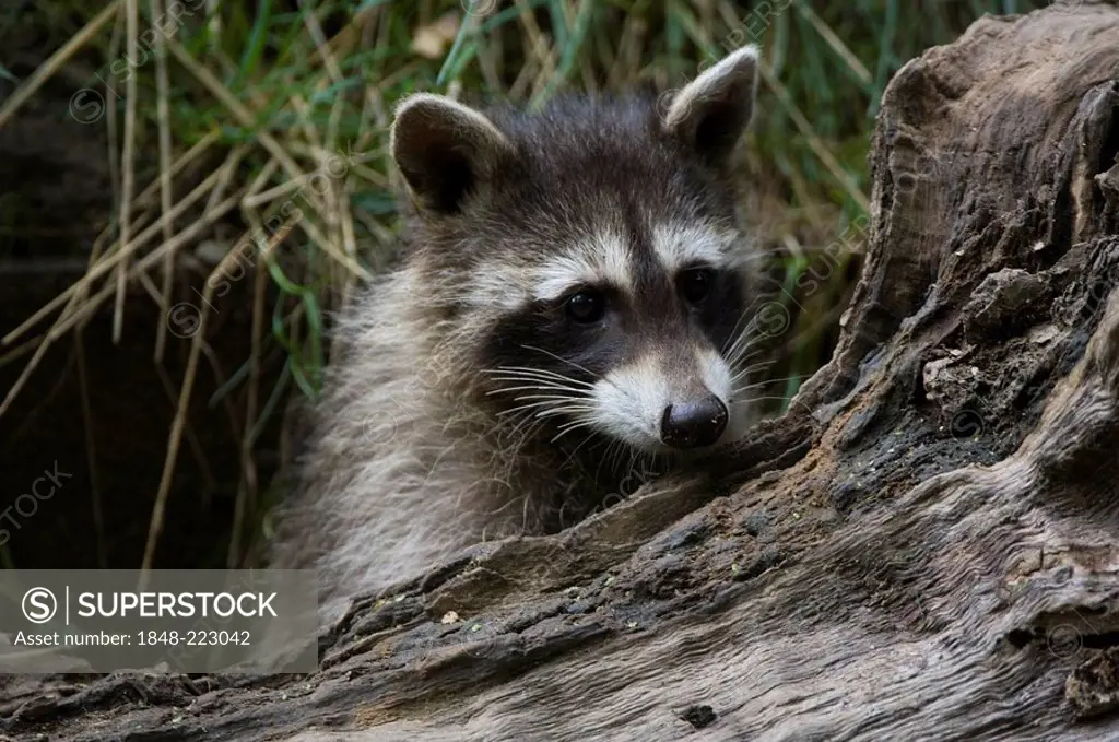 Young racoon (Procyon lotor), Germany