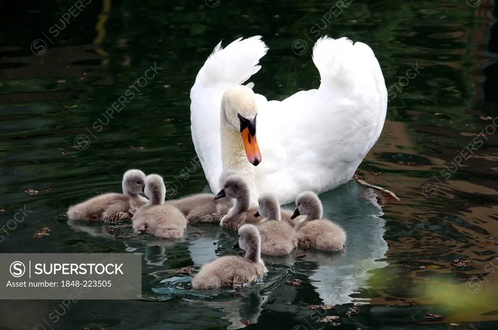 Family of Mute Swans (Cygnus olor), Altmuehl, Bavaria, Germany, Europe