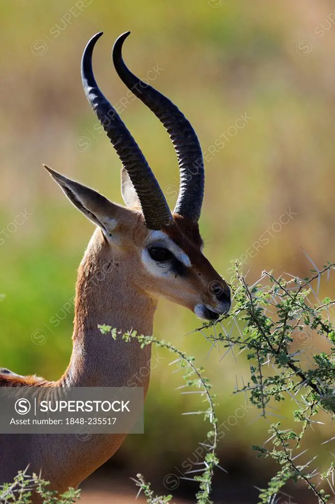 Gerenuks or Waller's Gazelle (Litocranius walleri) feeding, portrait with backlighting, Samburu National Reserve, Kenya, East Africa, Africa