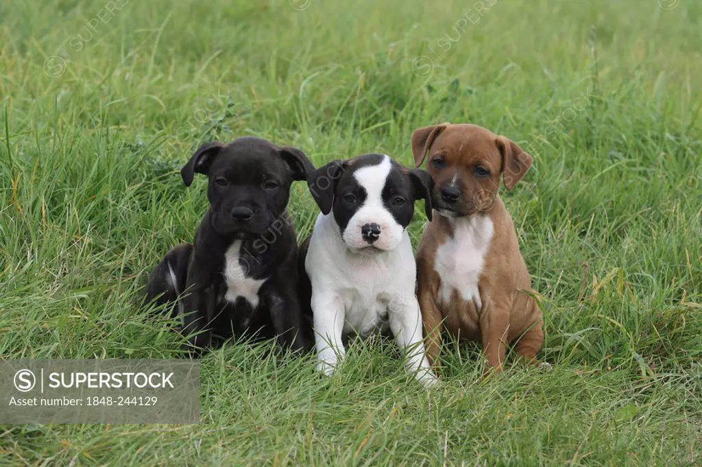 3 Staffordshire Bull Terrier puppies, 6 weeks old, sitting side by side on the lawn