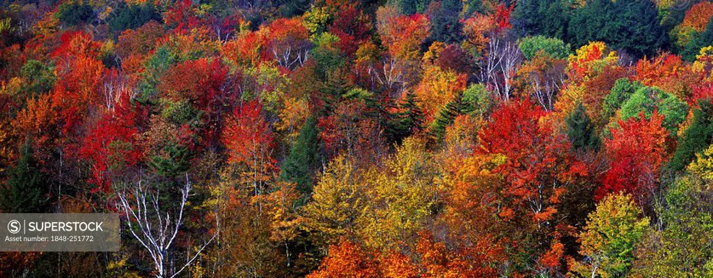 Forest in indian summer, Vermont, New England, USA
