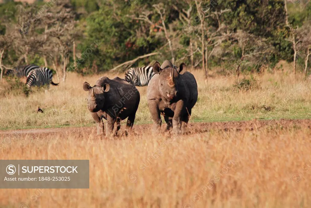 Two Black Rhinoceroses (Diceros bicornis), Samburu National Reserve, Kenya, Africa
