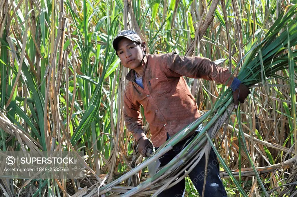 Underage migrant worker harvesting sugar cane for the production of ethanol and biodiesel, Montero, Santa Cruz, Bolivia, South America