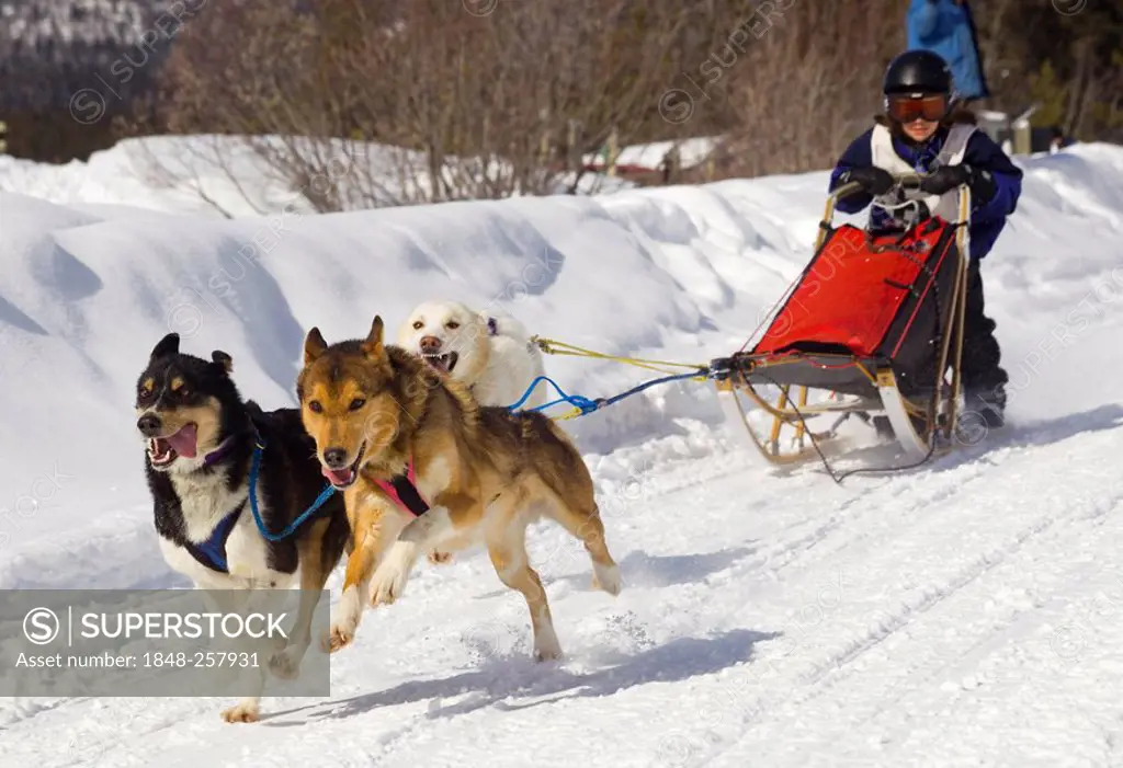 Child mushing a sled dog team, Alaskan Huskies, Copper Haul Twister Dog Sled Race, Yukon Territory, Canada