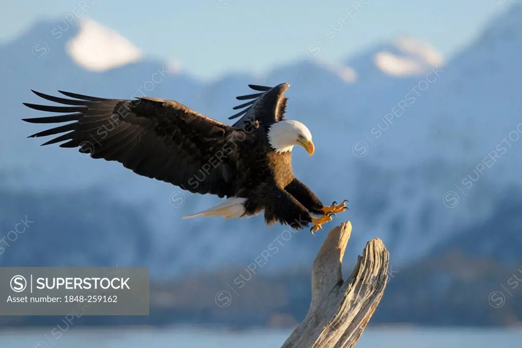 Bald Eagle (Haliaeetus leucocephalus) landing, mountain backdrop, Kachemak Bay State Park, Kenai Peninsula, Alaska, USA
