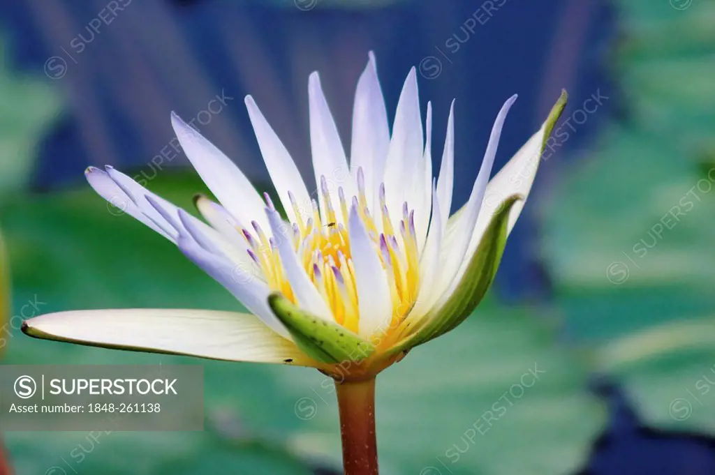 Sacred - or Egyptian Blue Water Lily (Nymphaea caerulea)